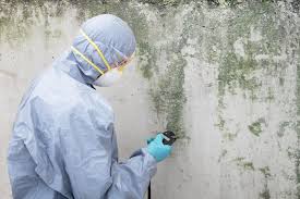 Best Basement Mold Removal  in Victor, ID